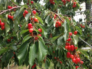 2015.6.1CHSeranndaki