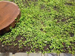 2015.07.14-CHS-07.12appu